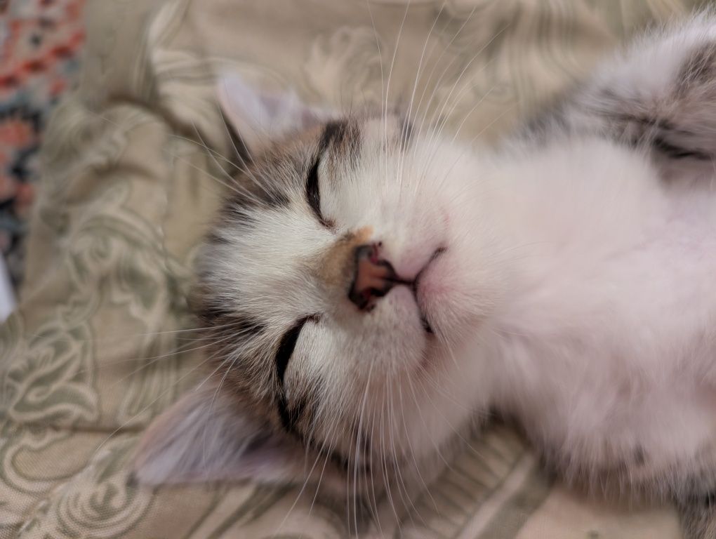 Отдам котенка,девочка