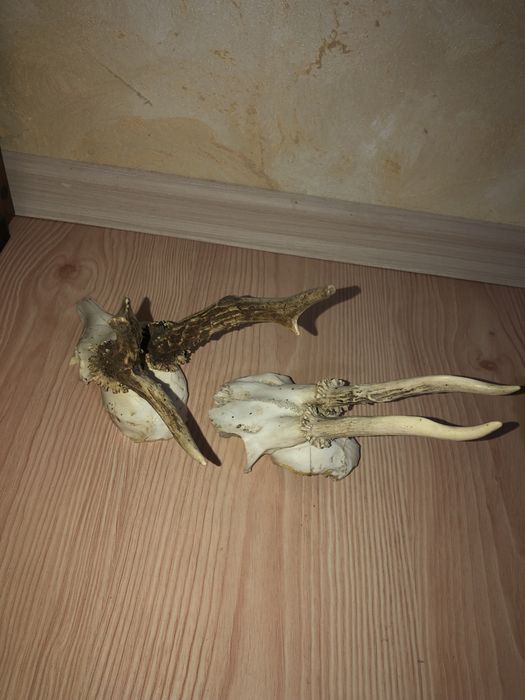 De vanzare 2 perechi de coarne de cerb