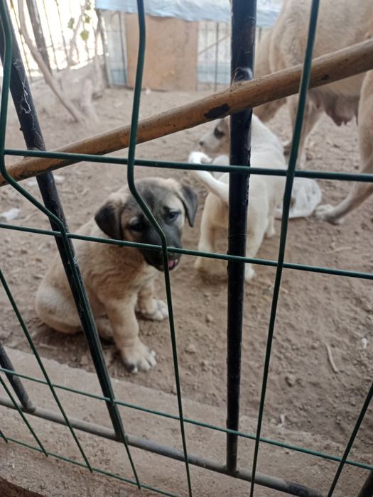 Собака Kuchuk Zotdor It