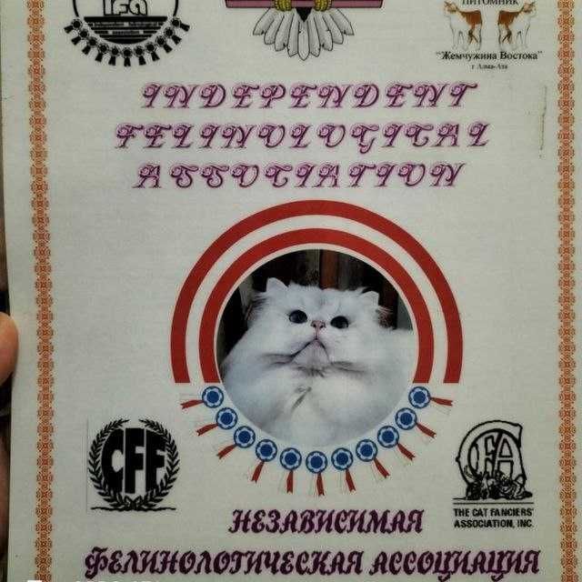 Продаю кота Британскова шеншелла