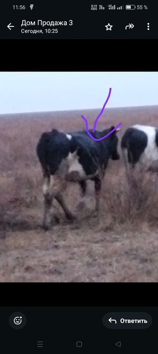 Продам коров 5 голов