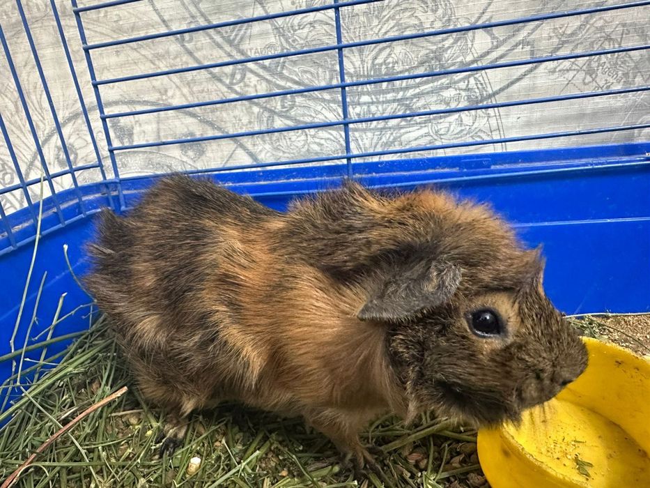 Морская свинка по имени Коко, мальчик