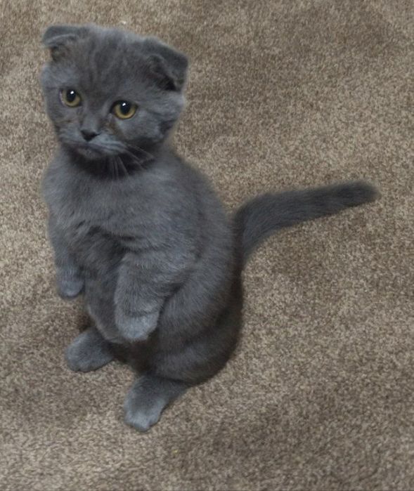 В продаже МАНЧКИНЫ