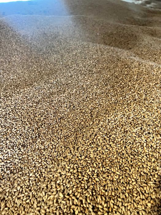 Grâu fără tepe – producție 2025