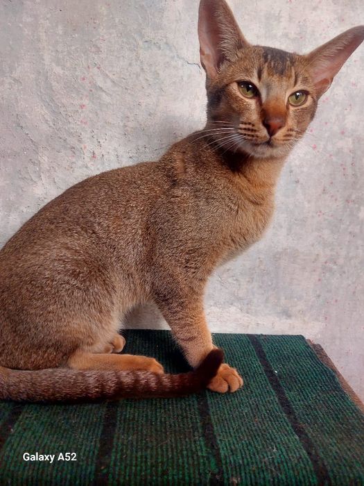 Продам кота породистый