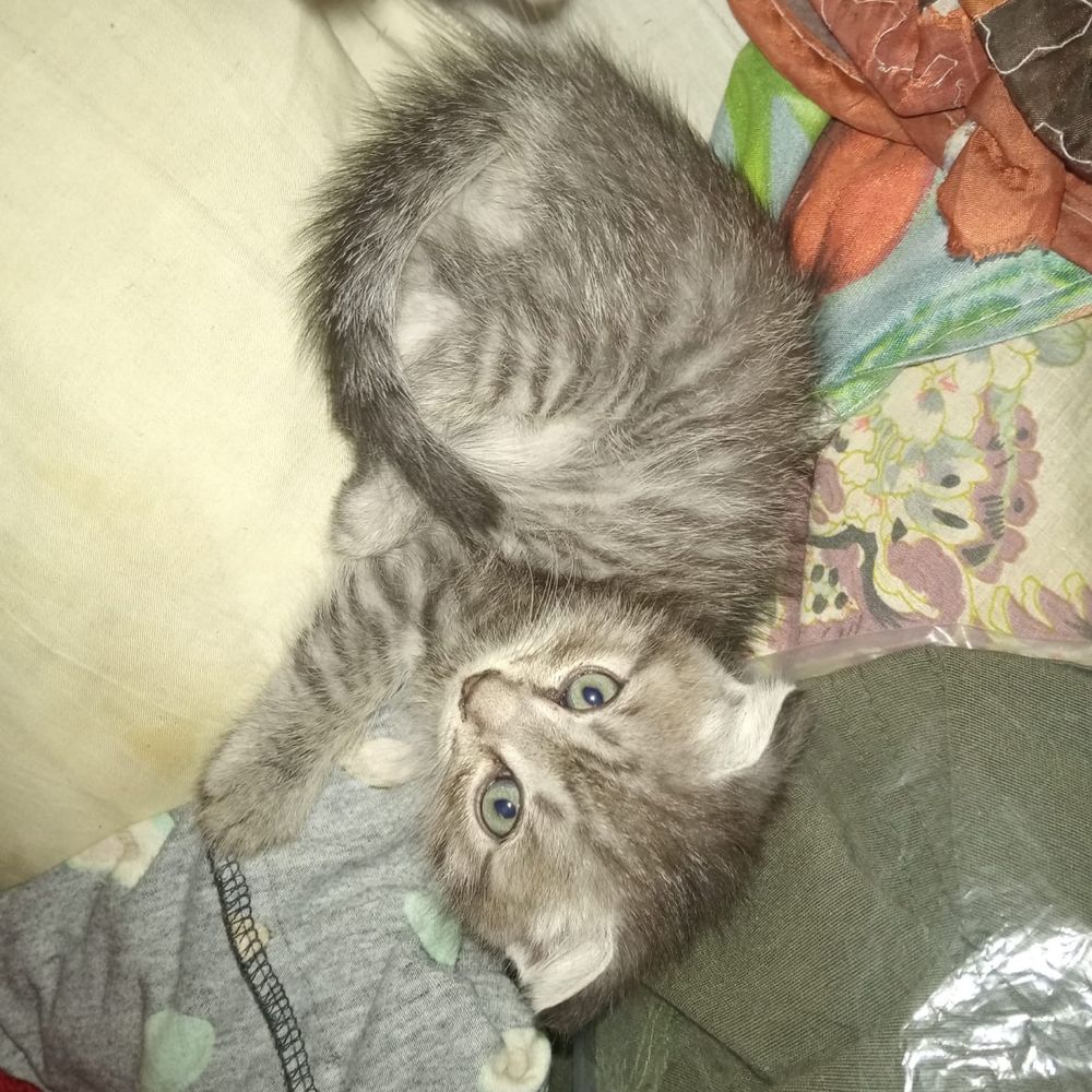 Отдам котят даром, 3 мальчика, 1 девочка