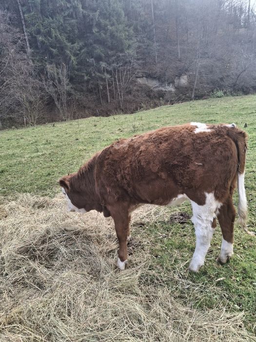 Vând doua vițele în vârstă de 6 luni Baltate Românești.
