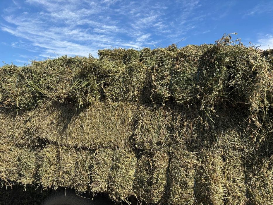 Baloti de lucerna 20 lei bucata