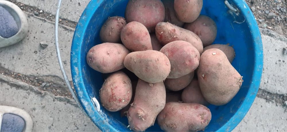 Картофель едовой. Продам картошку домашнюю