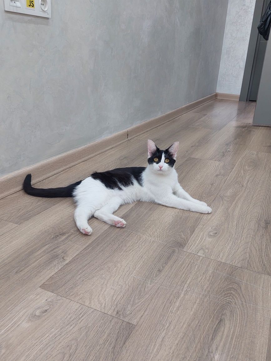 Кошка кастрированная Ташкент