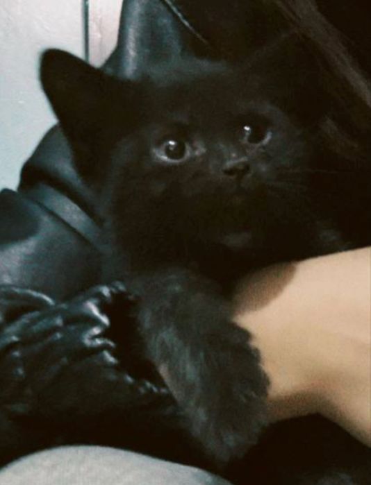 Отдам котенка в хорошие руки, срочно!