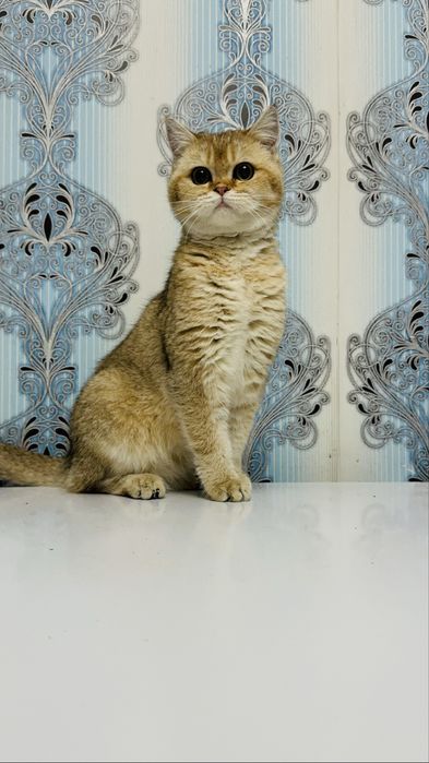Продается котенок мальчик шиншила золото