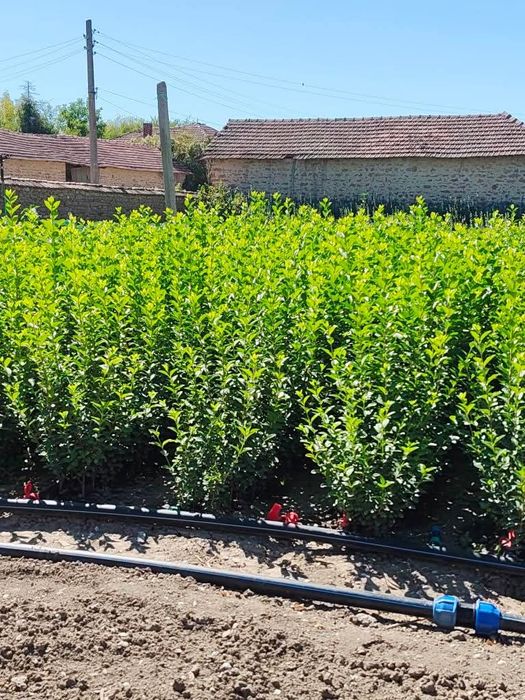 Жив плет Лигуструм