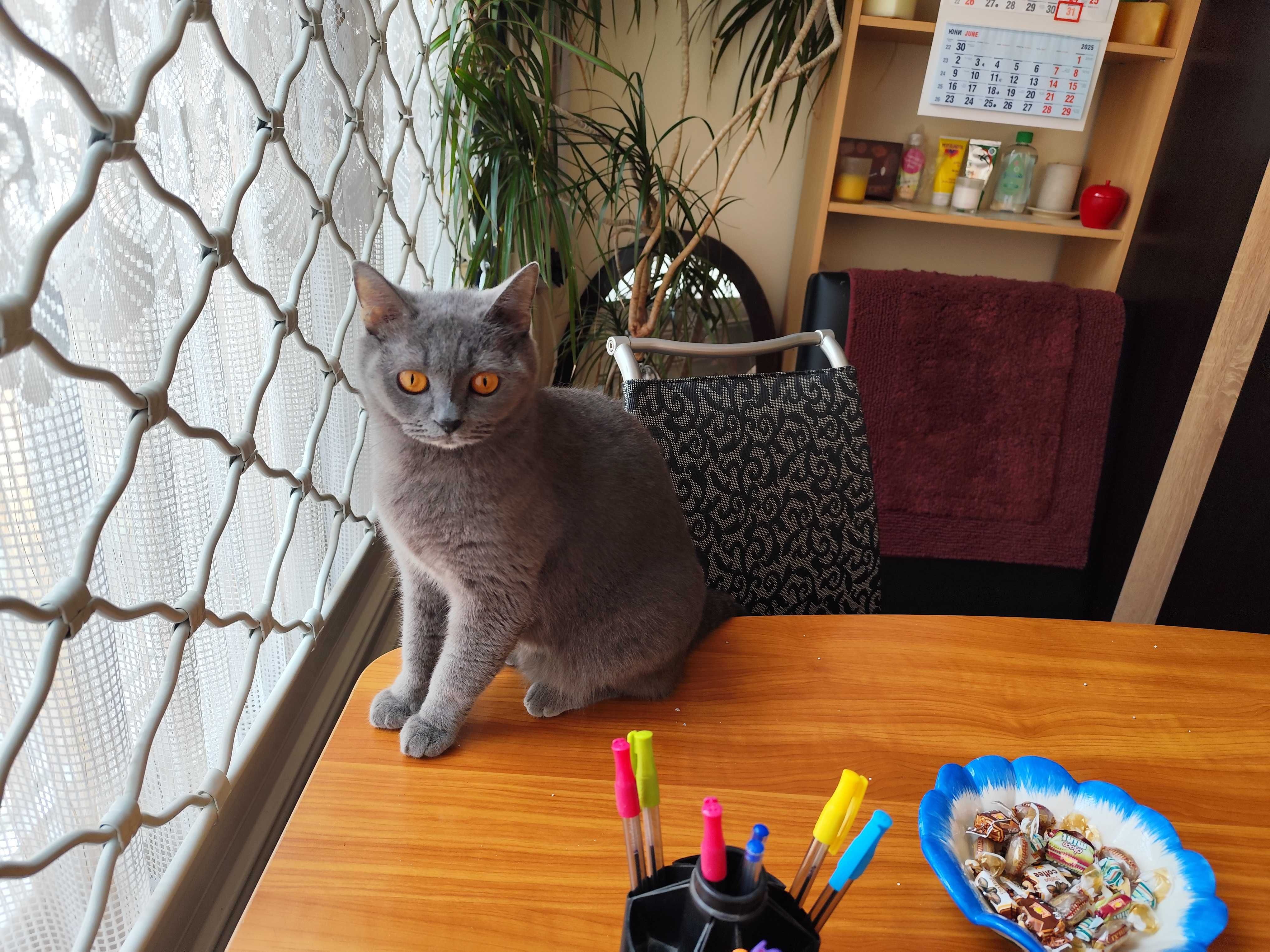 британска късокосместа котка