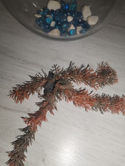 Acvariu pești beta cu accesorii.