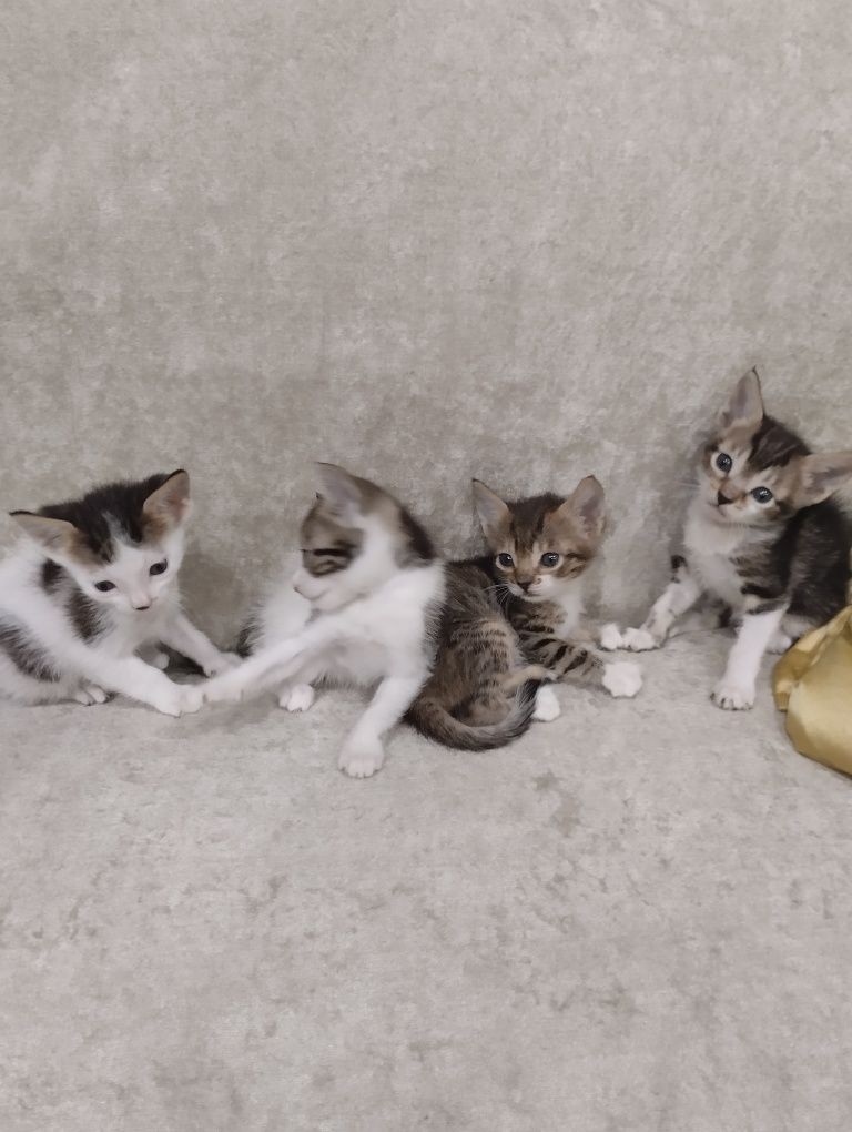 Подарявам котенца