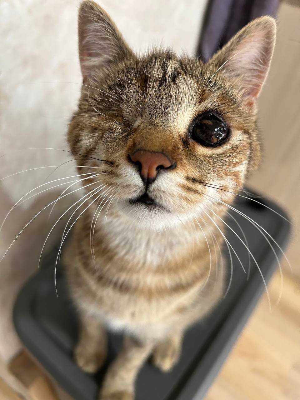 Гризли (коте) си търси дом