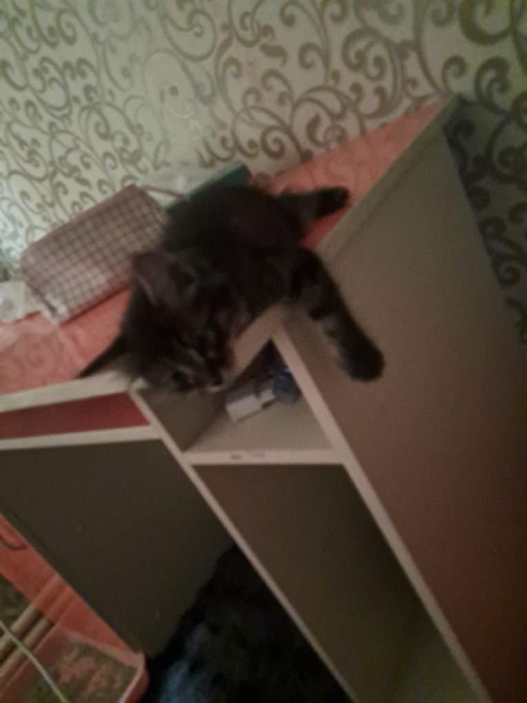 Котёнок нарик породистый