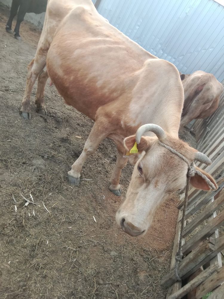 Сиыр корова с теленком бузауымен