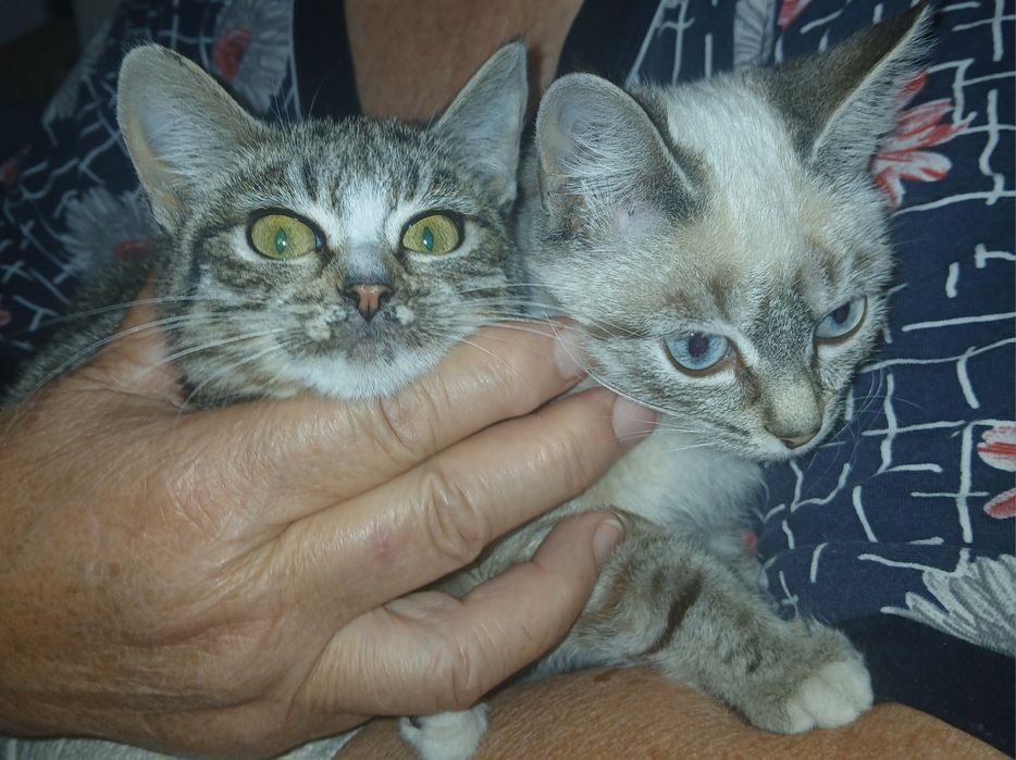 Одам двух хорошеньких котят