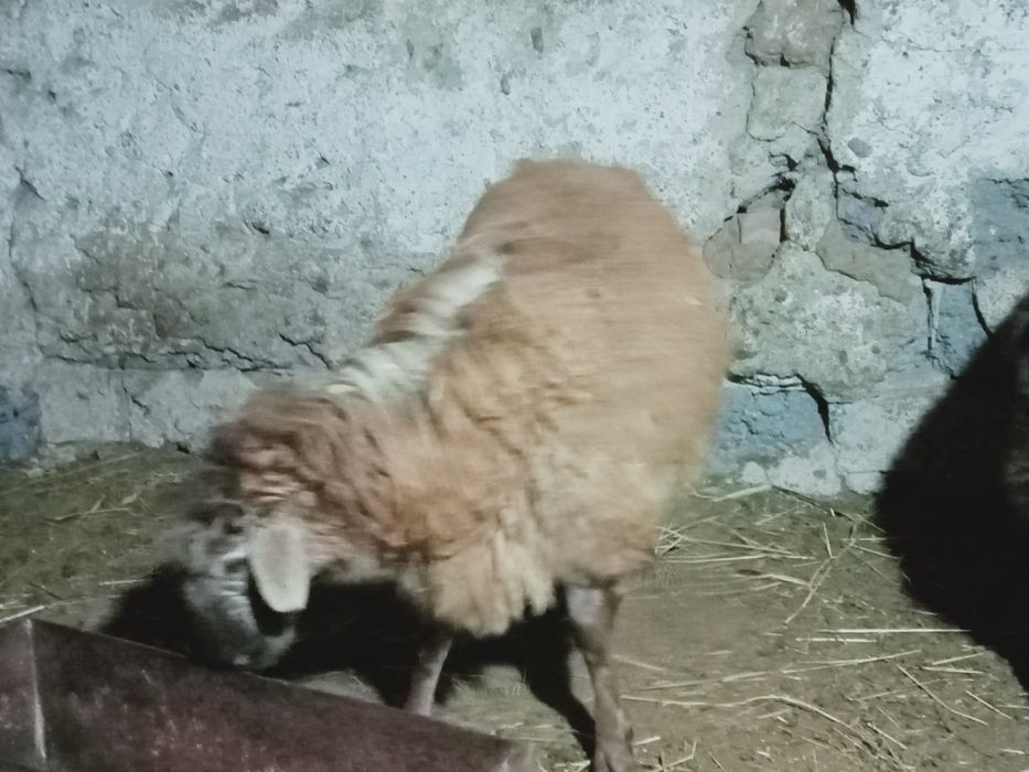 Продам кошкара едильбаевской породы  6 месячный.