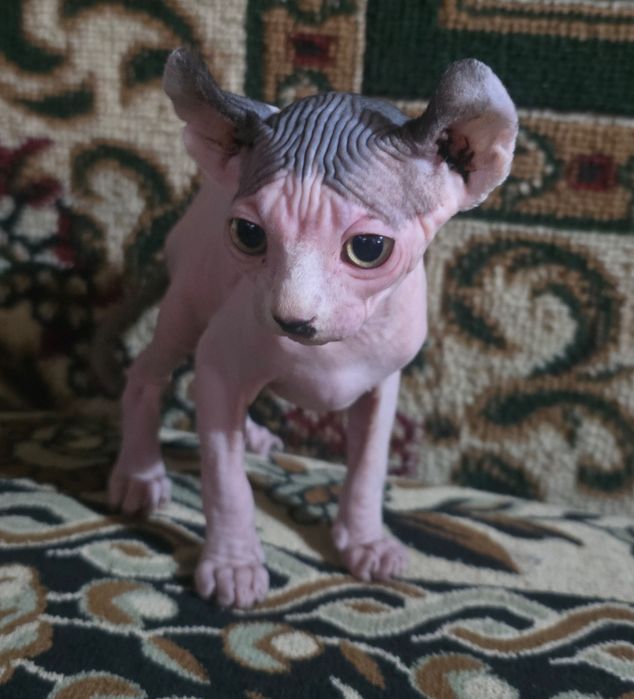 Продается девочка  породы СФИНКС Эльф