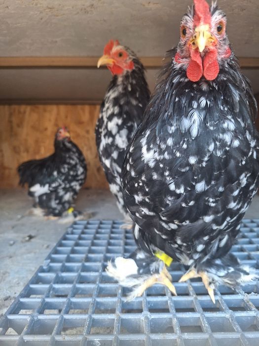 Schimb cocoși conchinchina pitic