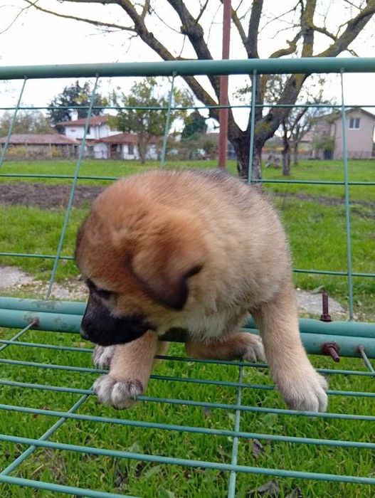 Подарявам маки кученца - Варна