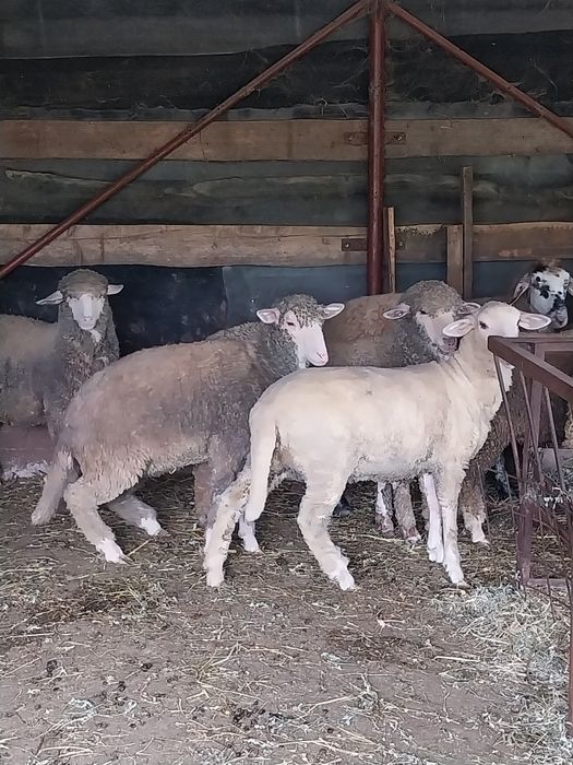 Mieluțe de crescut sau tăiat