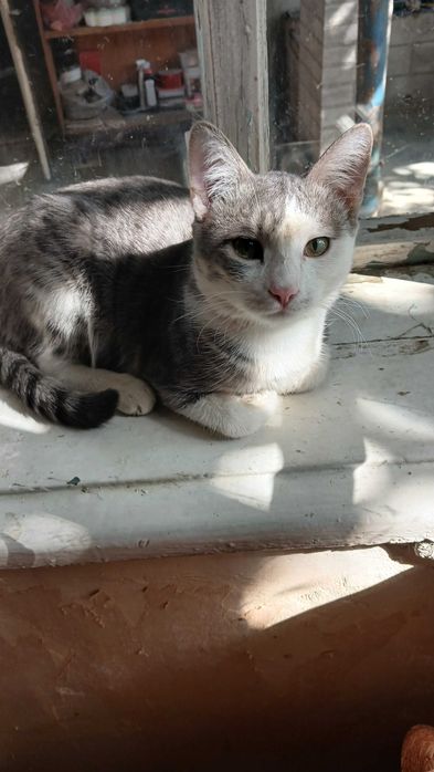 Котенок бесплатно мальчики