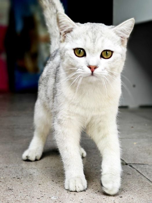 Shinshilla muwuk sotiladi