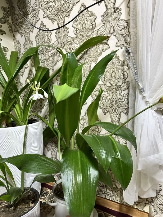 Цветы комнатные шымкент