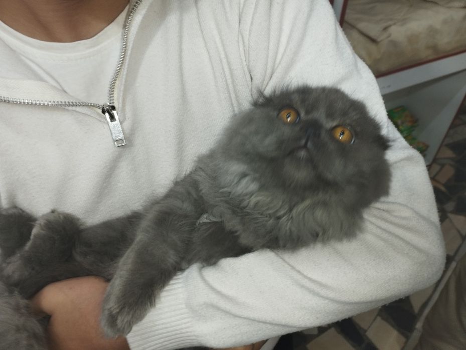 скоттиш фолд зотли мушук ками бор