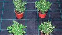 Role 50 m AGROTEXTIL/ Folie Mulcire / Folie Anti-Buruieni 100g/m²