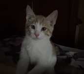 Отдам котёнка в добрые руки