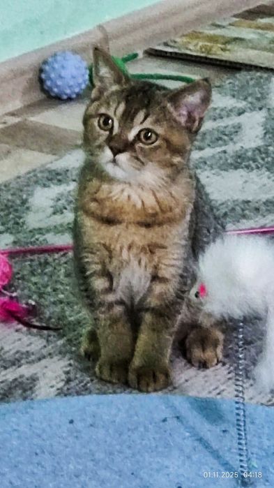 Котята скоттиш страйт