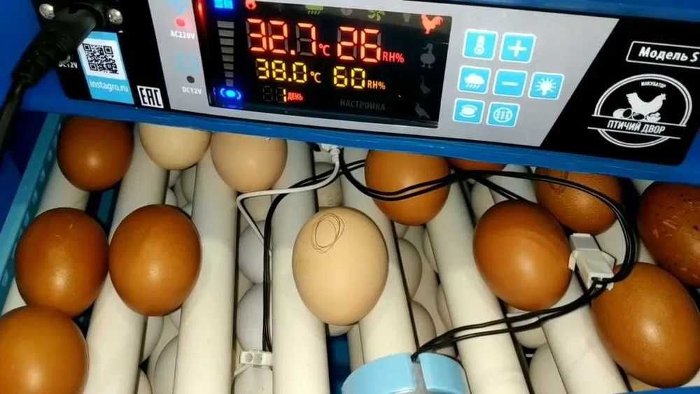 Ремонт промышленных и бытовых инкубаторов Куры цыплята перепел  яйцо