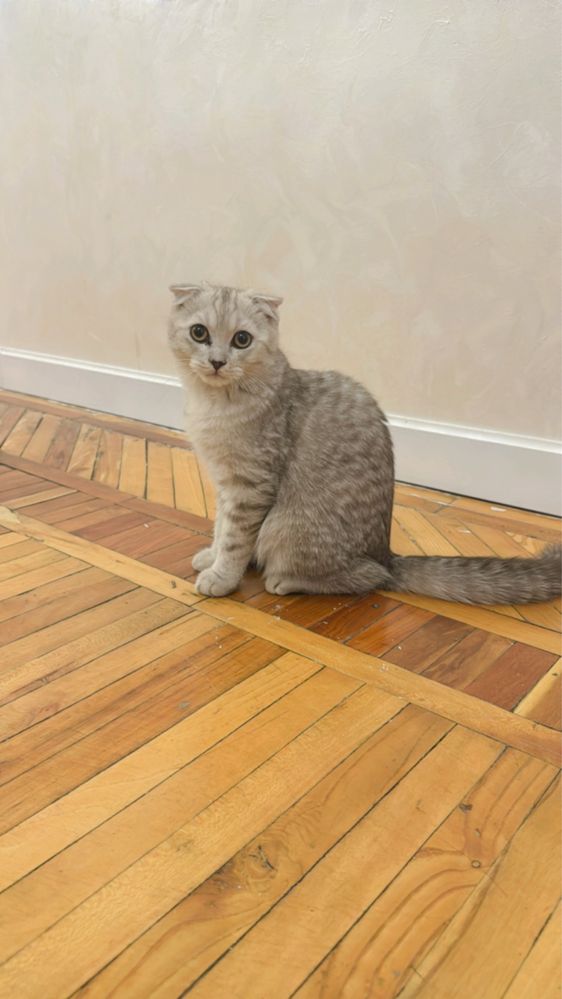 Кошка,скотш фолд