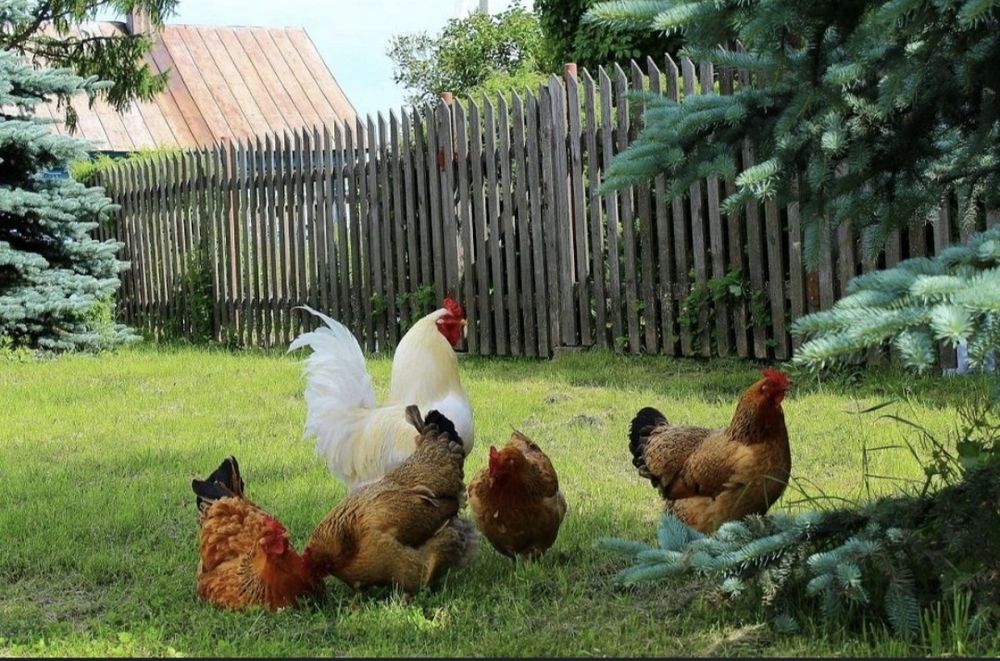 Домашние куры, утки, гуси резанные...