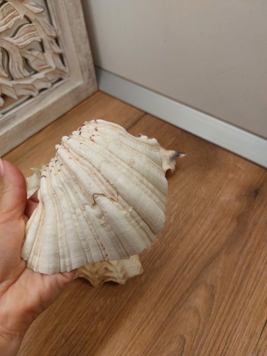 Scoici/ melci  de mare