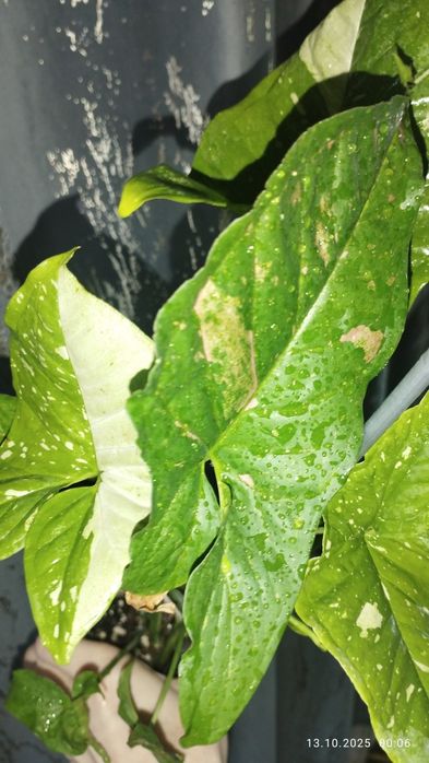 Продается Шикарный Сингониум сорт Пинк Сплеш