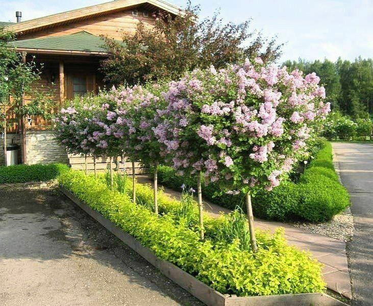 Газон ланшафт киламиз