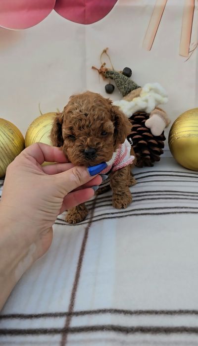 Пудел той с родословие - 5 поколения назад