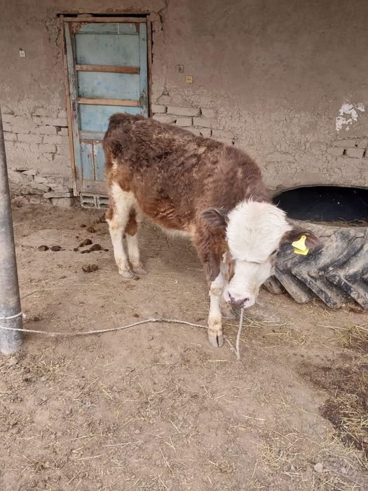 Таналар сатылады иииииииииииии