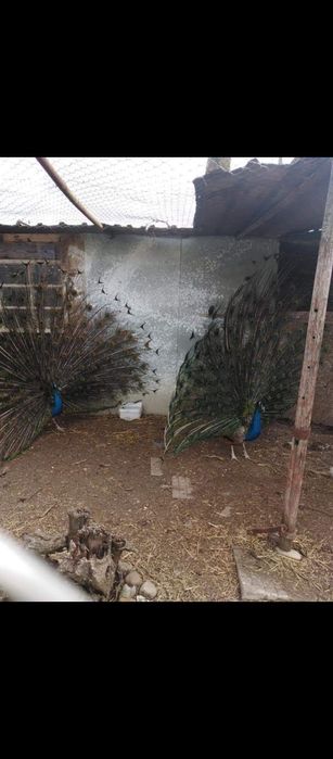 Пауни- работещи чифтове