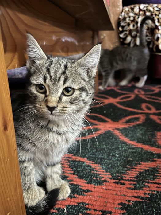 3/4 oylik mushuklar sotladi