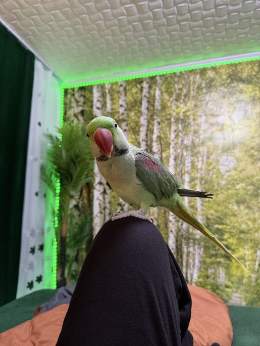 Papagal Marele Alexander