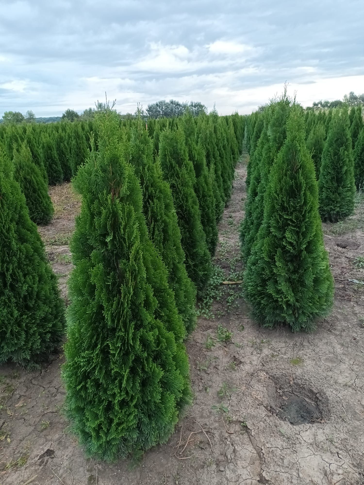 Vând tuia thuja smarald direct producător