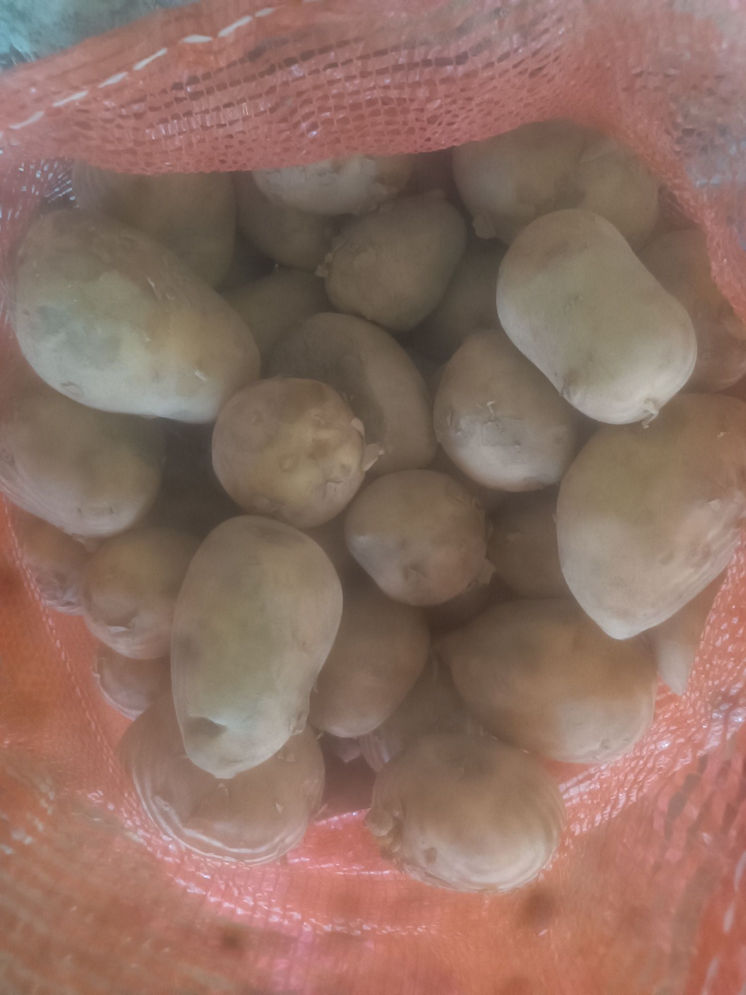 Продается картофель сорт ревьера