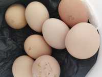 Яйца домашние Бесагаш